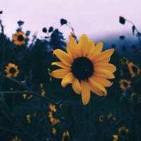 It wasnt me By Shaggy