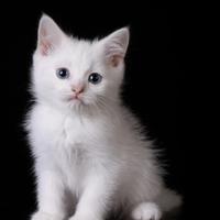 dancing cats - Go Kitty Go Ttversion
