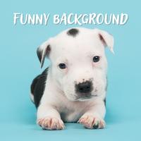 Stefani - Funny Background