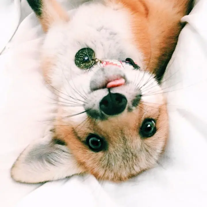 juniperfoxx