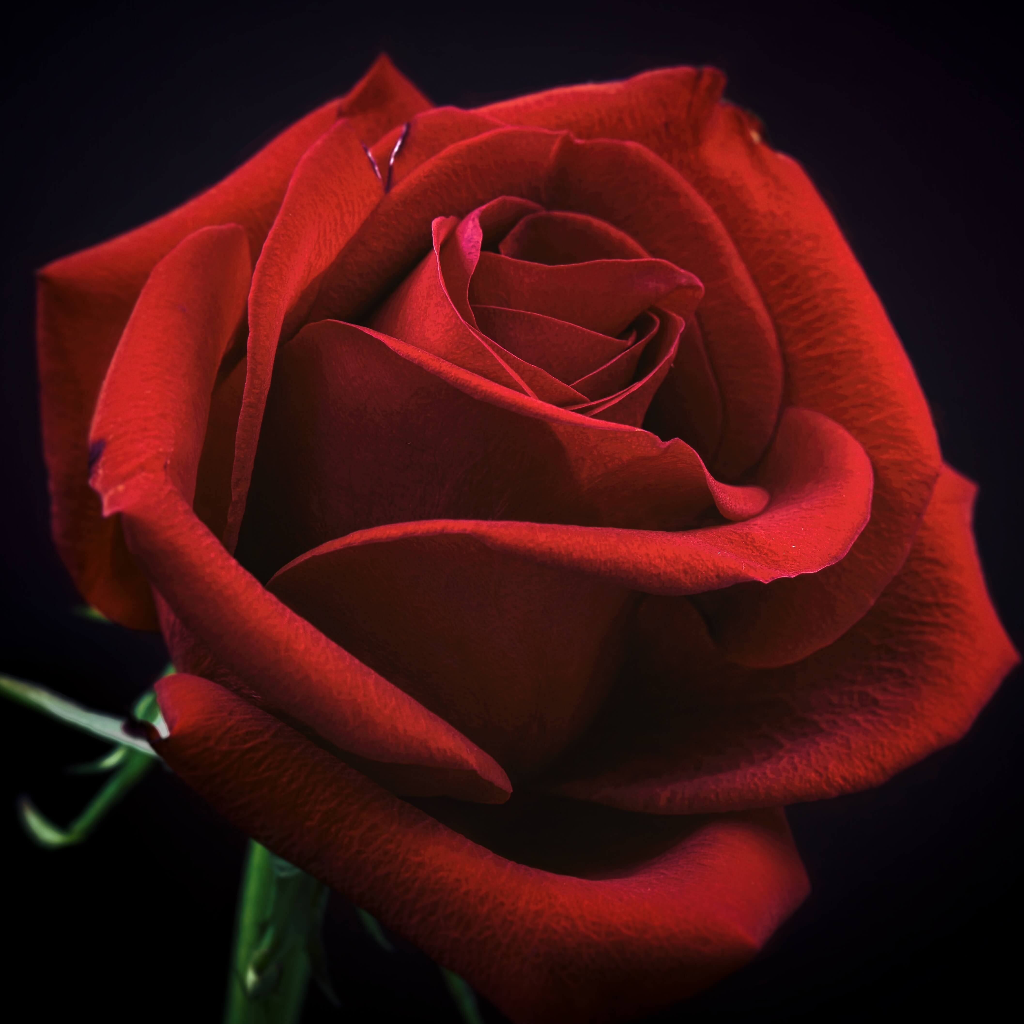 Темно алые розы а на душе. Бутон красной розы. Цветы на черном фоне. Красивые цветы на черном фоне.