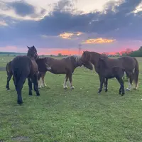 horses_lviv