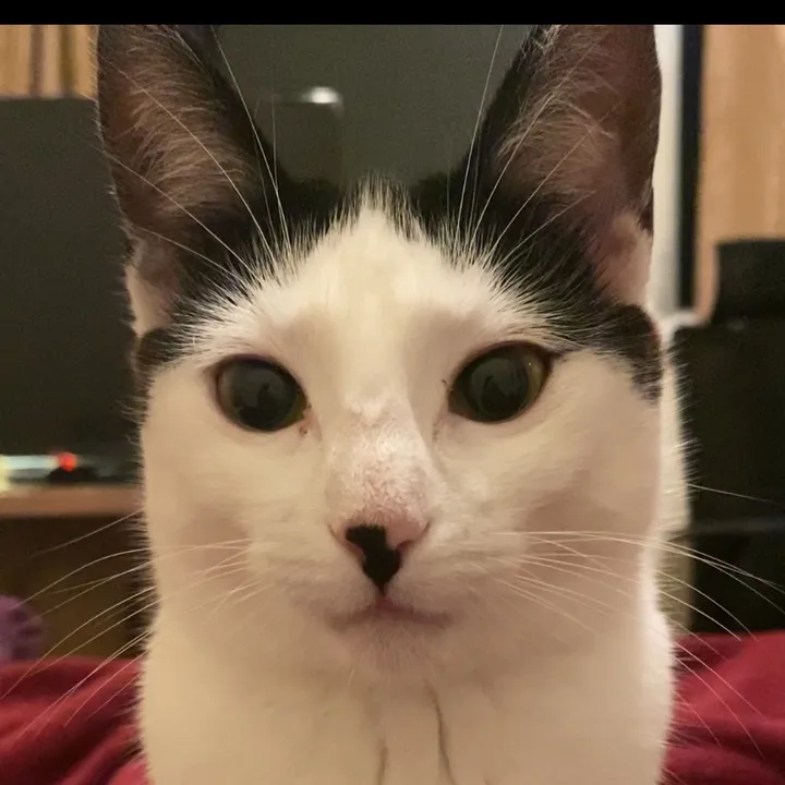piticona.the.cat