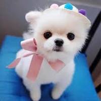 TikTok Account Photo