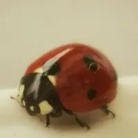 finncreaturehq
