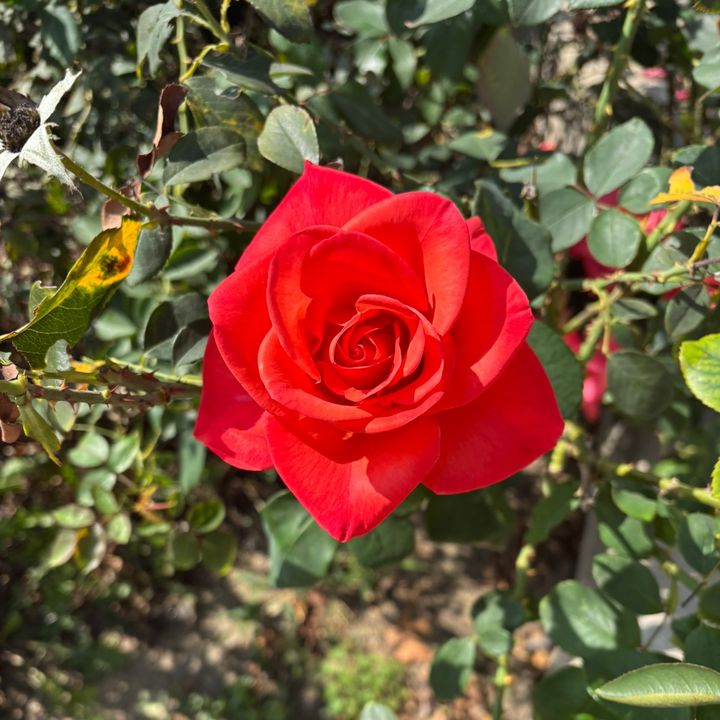 lecylotus