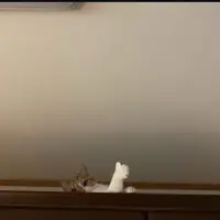 TikTok Account Photo