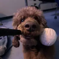 dakota_dc_pup