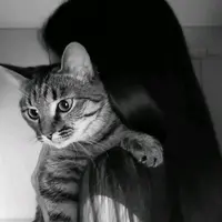 nerozynha