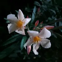 lavozdelasflores