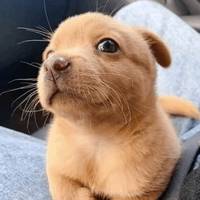 un_perrito_1