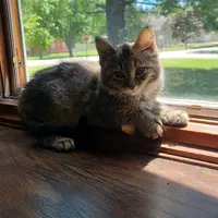 voting_for_trump2024