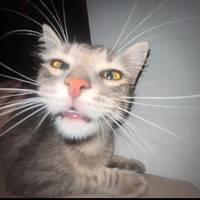 TikTok Account Photo