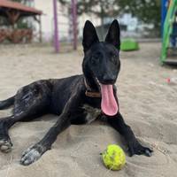 shepherddog_54