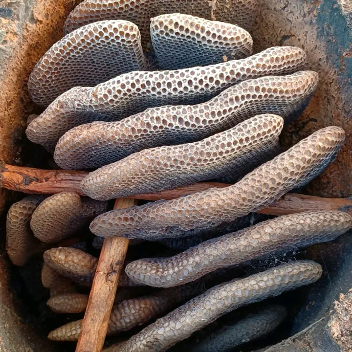 melcasavella
