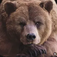 TikTok Profile - anonymousbearcub