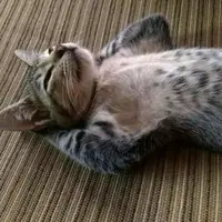 TikTok Account - miss_cave01