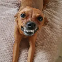 jade.oficiauauau