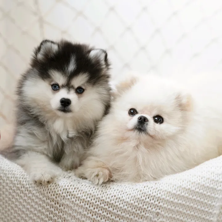 tinyfloof.diaries