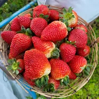 morangos_do_brejo