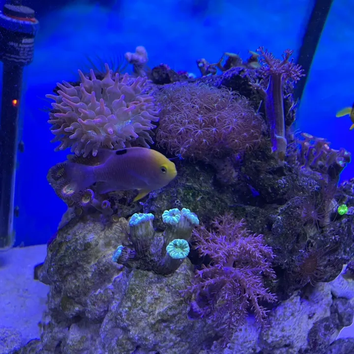 aquaristapl