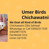 umer.birds.chichawatn
