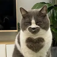 mr.cattttttt