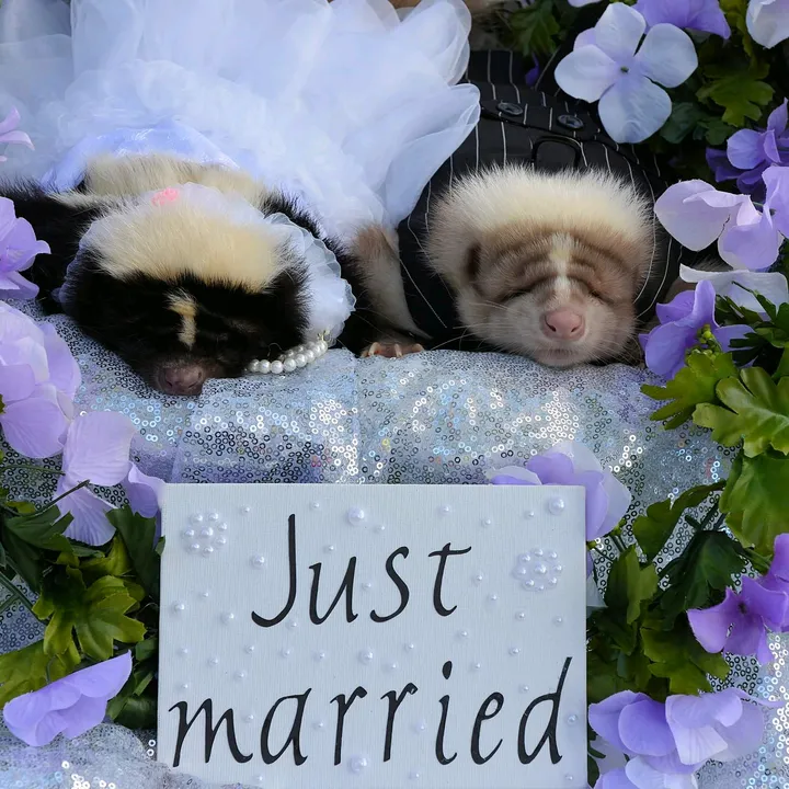 petskunkadvo