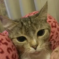 TikTok Account Photo
