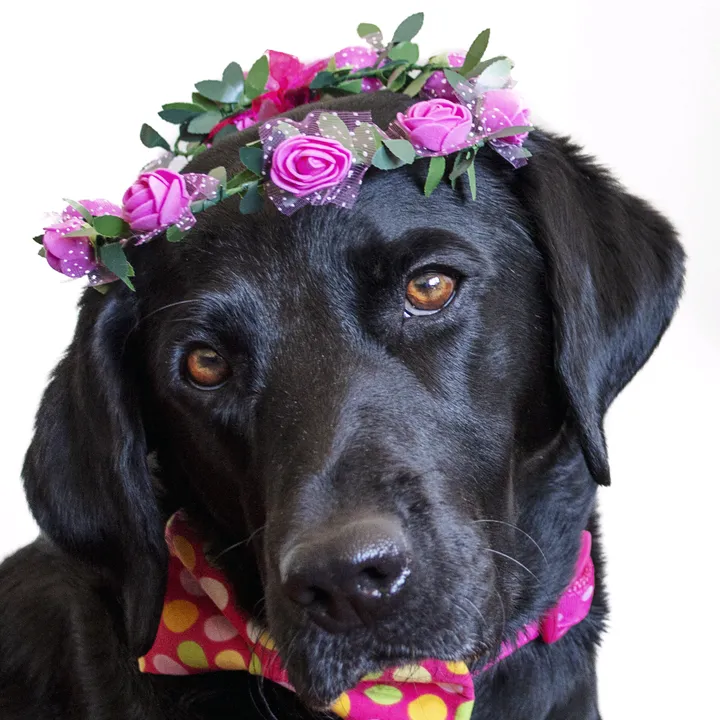 mollydollydoodah