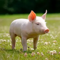 vegankoal