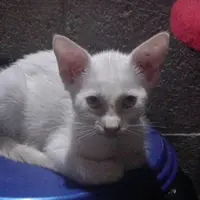 cat_cute600