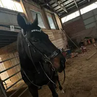 kay_.the_equestrian