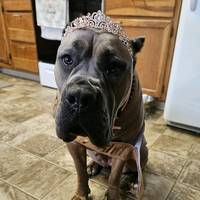 aryaskyecanecorso