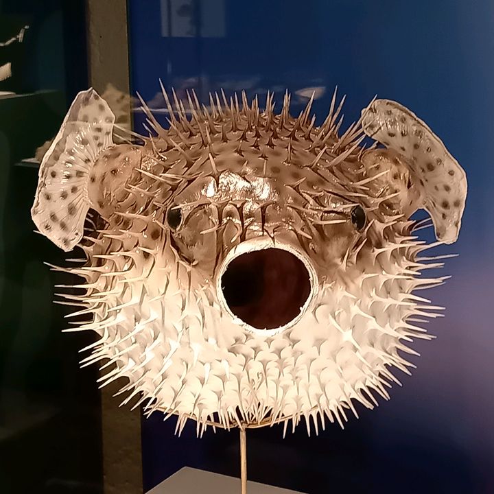 saratontota