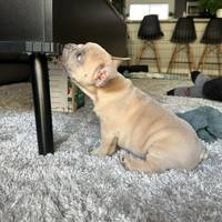 harry_thefrenchie