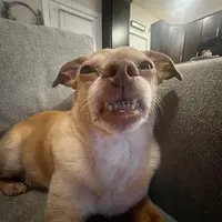 becca_cody_ollie