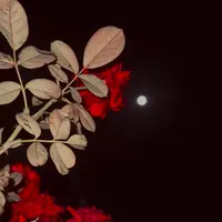 millions_reasons99