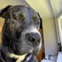 TikTok Profile - charliethepitador