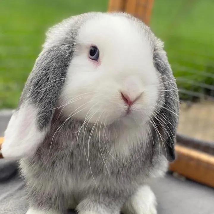 tedthebunnyx