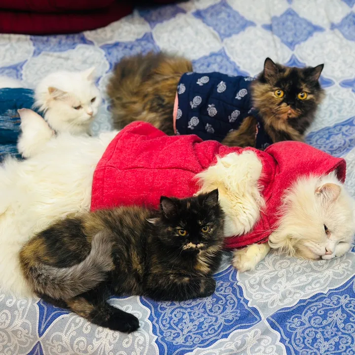 _purrfecttpaws_