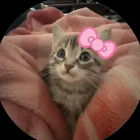 TikTok Account Photo