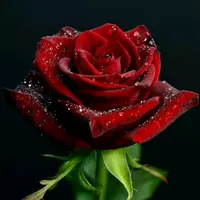ahmed_typist15