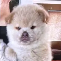 gitchiegitchieyayadada