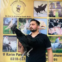 poultryexpress.1