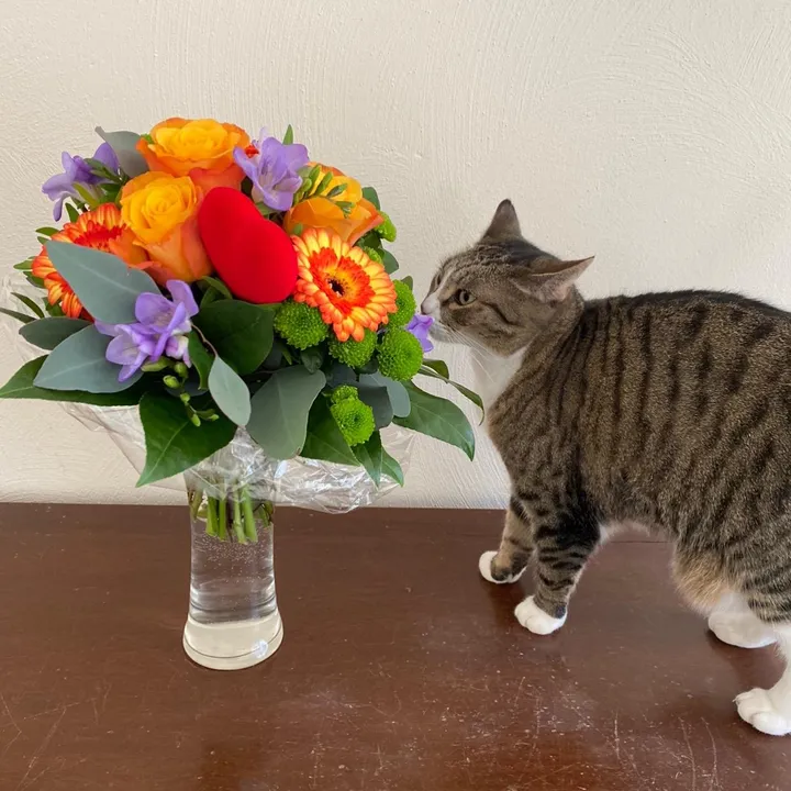 marielethecat
