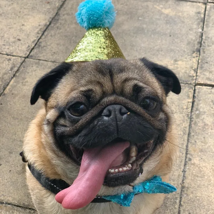 pugletsinthepeaks
