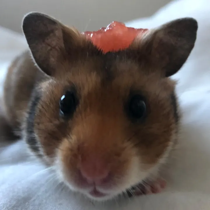 pnutthehammyy
