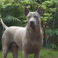 .banthinpoo