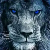 TikTok Profile - thelion2710